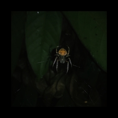 Eriophora