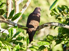 Patagioenas subvinacea