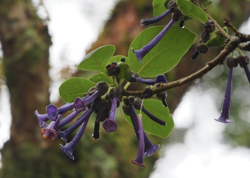 violet tubeflower (Iochroma cyaneum)