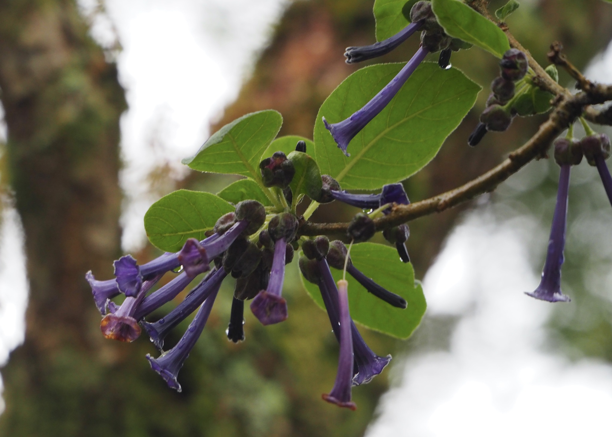 Violet Churur (Iochroma cyaneum)