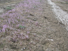 Psylliostachys spicata