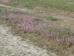 Psylliostachys spicata