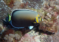 Chaetodontoplus conspicillatus