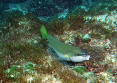 Anampses elegans