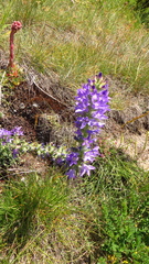 Campanula spicata