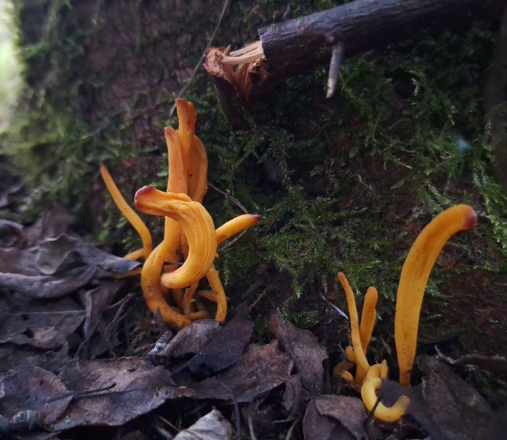 Clavulinopsis fusiformis · November 2025 · photo: © yellowplant (iNaturalist, cc-by)