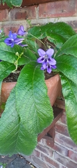 Streptocarpus primulifolius