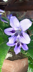 Streptocarpus primulifolius