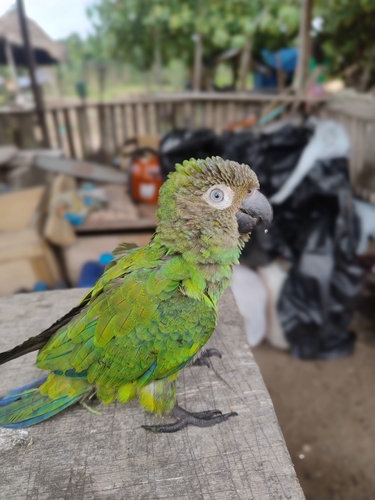Dusky-headed Parakeet