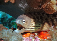 Gymnothorax nubilus