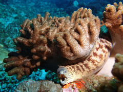 Gymnothorax nubilus
