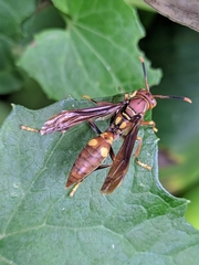 Polistes simillimus