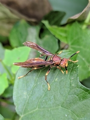 Polistes simillimus