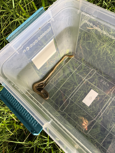 Eastern Brown Snake sighting