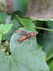 Polistes simillimus