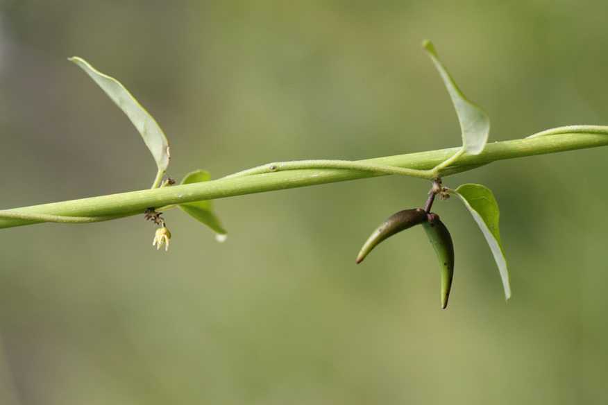 Leichhardtia connivens