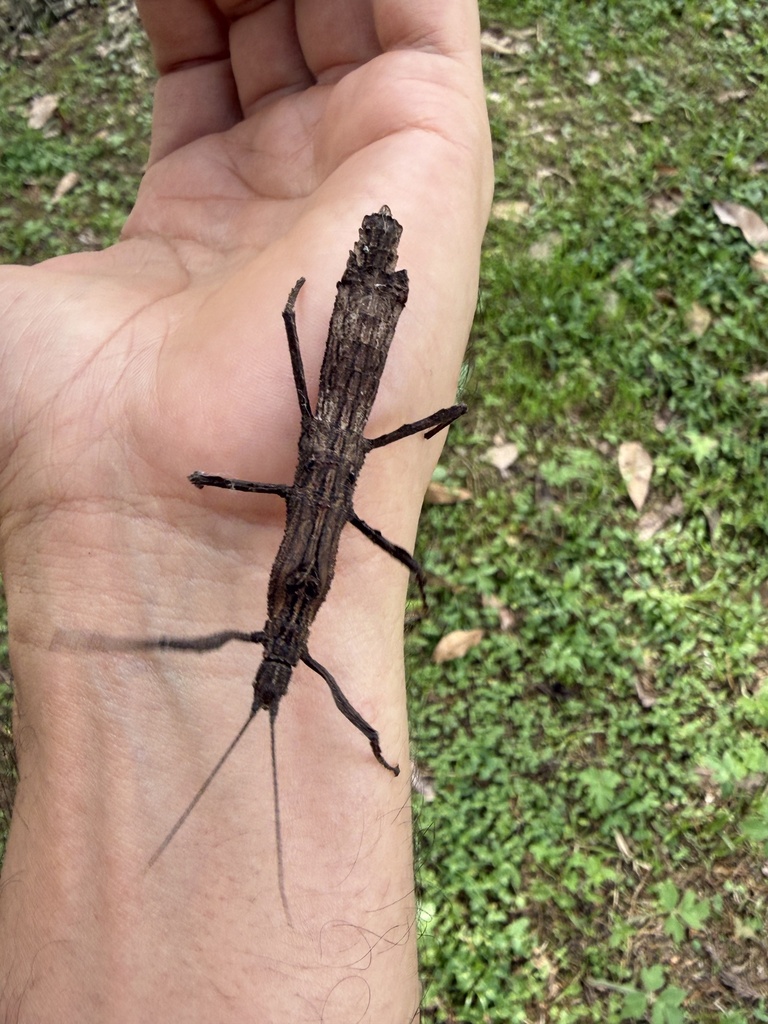 Hypocyrtus postpositus