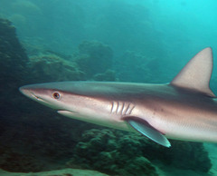 Carcharhinus galapagensis