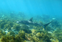Carcharhinus galapagensis