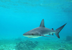 Carcharhinus galapagensis