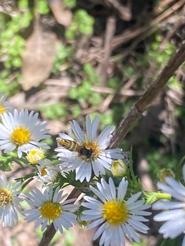Unknown species found near East Nashville, Nashville, TN, USA