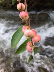 Glochidion lutescens