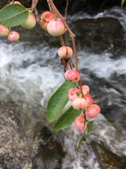 Glochidion lutescens