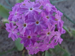 Abronia gracilis