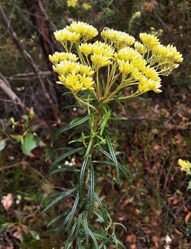 Cassinia aureonitens observed 2025-11-13