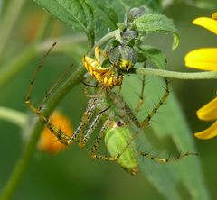 Ochraethes pollinosus
