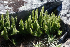 Polystichum cystostegium