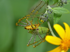 Ochraethes pollinosus