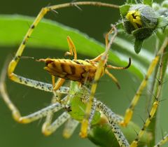 Ochraethes pollinosus