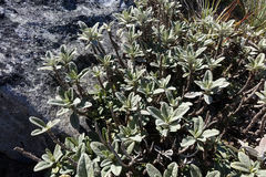 Brachyglottis revoluta