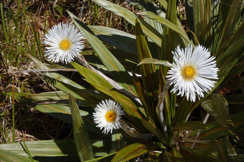 Celmisia coriacea in life