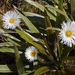 Celmisia coriacea - Photo (c) John Barkla, algunos derechos reservados (CC BY), uploaded by John Barkla