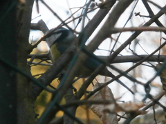 Cyanistes caeruleus