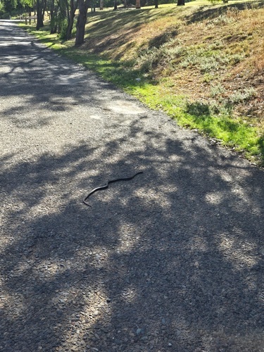 Blue-bellied Black Snake sighting
