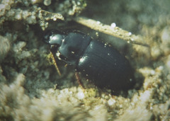 Harpalus tardus
