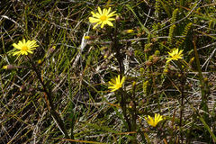 Dolichoglottis lyallii