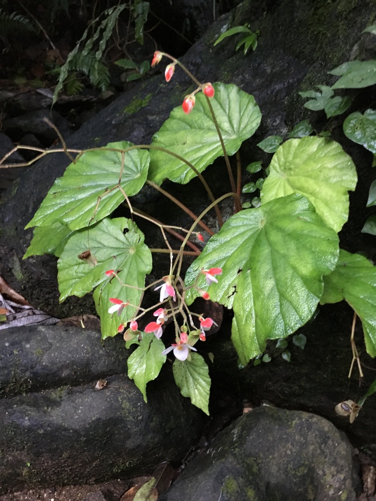 Begonia depressinerva