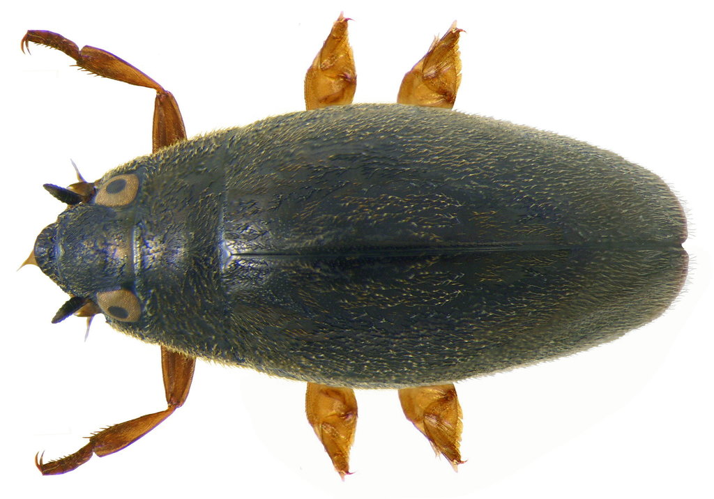 Orectochilus