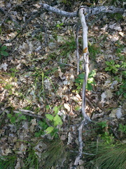 Silene italica