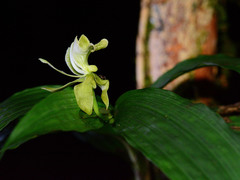 Claderia viridiflora