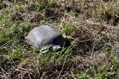 Gopherus polyphemus