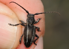 Neodorcadion bilineatum