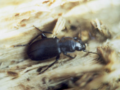 Pterostichus aethiops