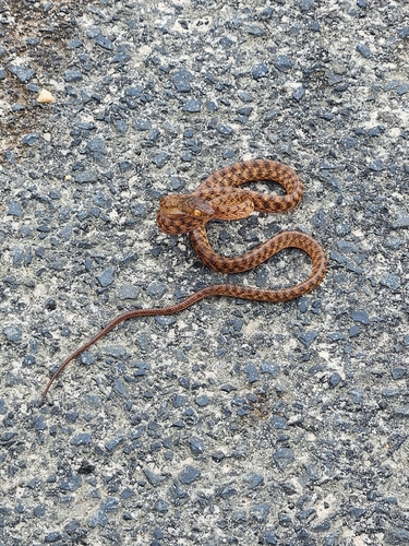 Brown Tree Snake sighting