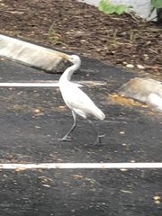 Bubulcus ibis image