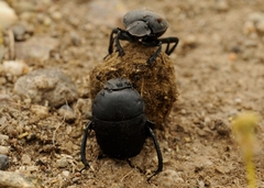 Gymnopleurus geoffroyi